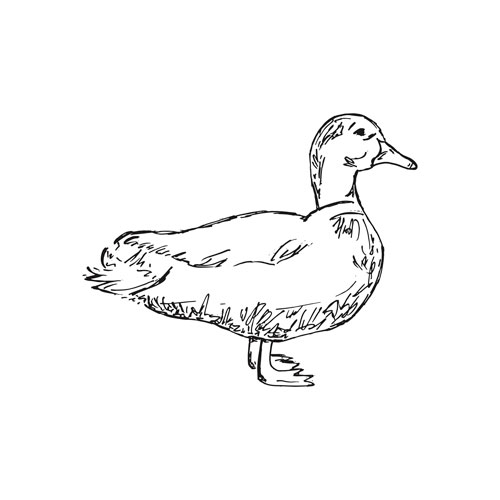duck-sketch-2